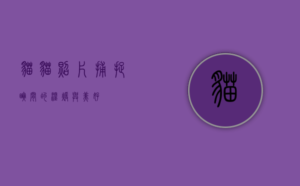 猫猫照片，捕捉瞬间的温暖与美好