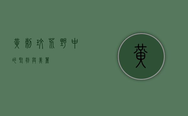 黄刺玫，荒野中的坚韧与美丽