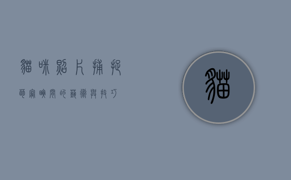 猫咪照片，捕捉萌宠瞬间的艺术与技巧