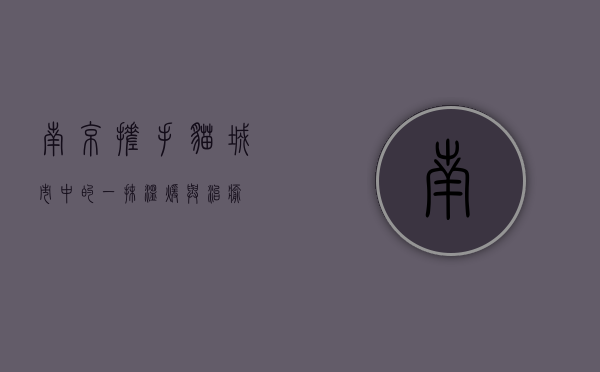 南京搓手猫，城市中的一抹温暖与治愈