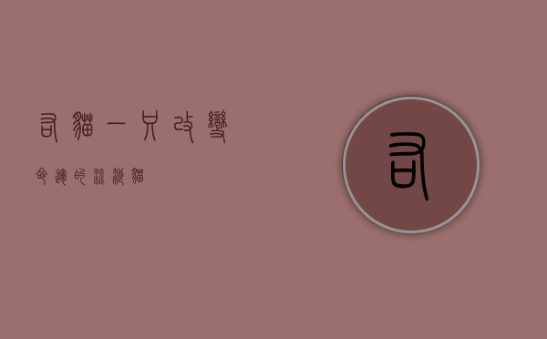 右猫，一只改变命运的流浪猫