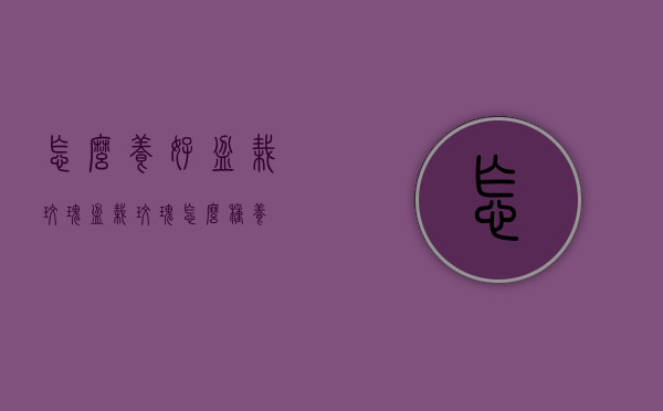 怎么养好盆栽玫瑰（盆栽玫瑰怎么种养）