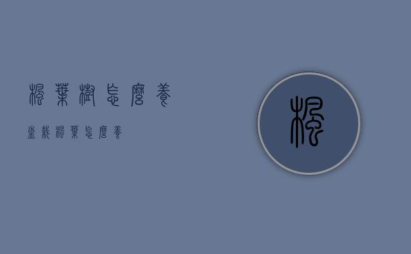 枫叶树怎么养（盆栽枫叶怎么养）