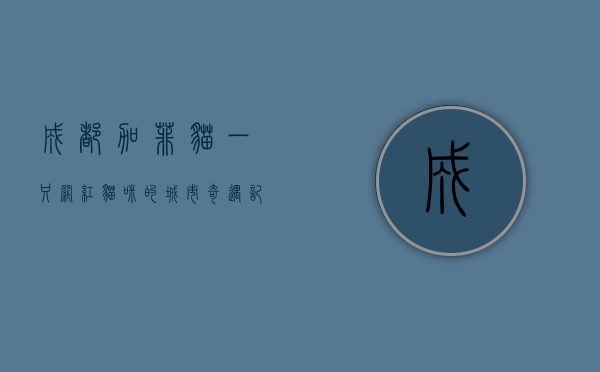 成都加菲猫，一只网红猫咪的城市奇遇记