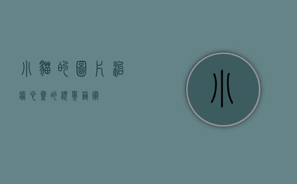 小猫的图片，治愈心灵的视觉艺术
