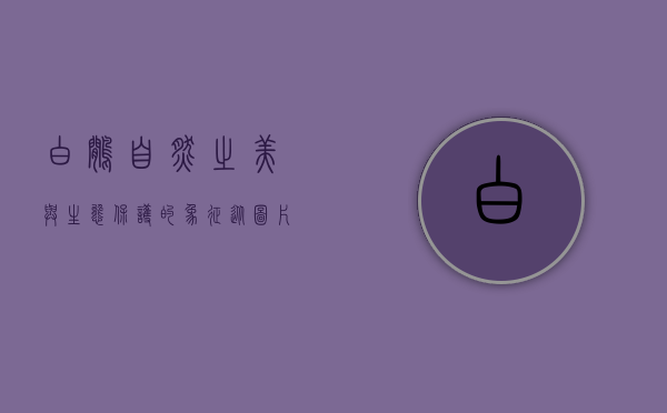 白鹇，自然之美与生态保护的象征—从图片中探索珍稀鸟类的奥秘