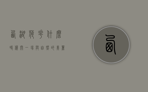 西湖荷花什么时候开，一场与自然的美丽邂逅