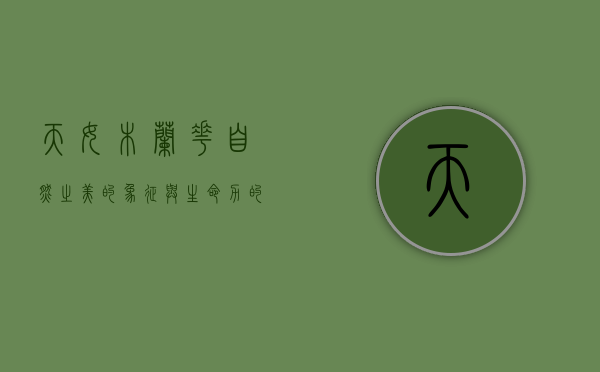 天女木兰花，自然之美的象征与生命力的赞歌
