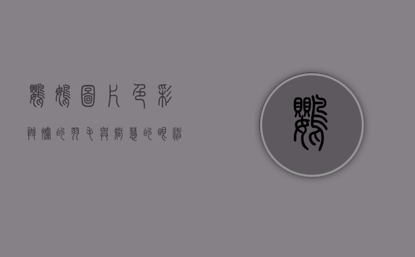 鹦鹉图片，色彩斑斓的羽毛与智慧的眼神
