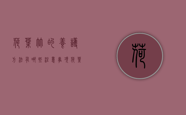 荷叶竹的养护方法，有哪些注意事项（荷叶竹怎么修剪）