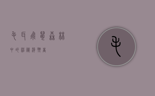 毛耳飞鼠，森林中的神秘滑翔者