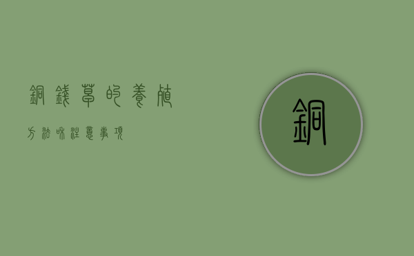 铜钱草的养殖方法和注意事项