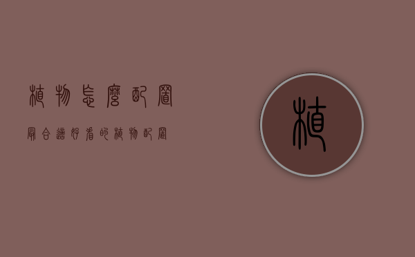植物怎么配置最合适（好看的植物配置）