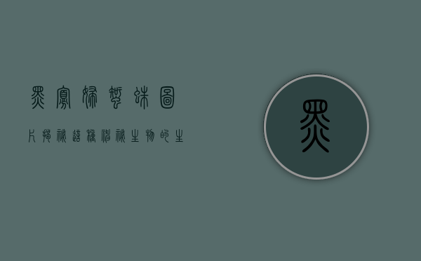 黑寡妇蜘蛛图片，揭秘这种神秘生物的生态与特征