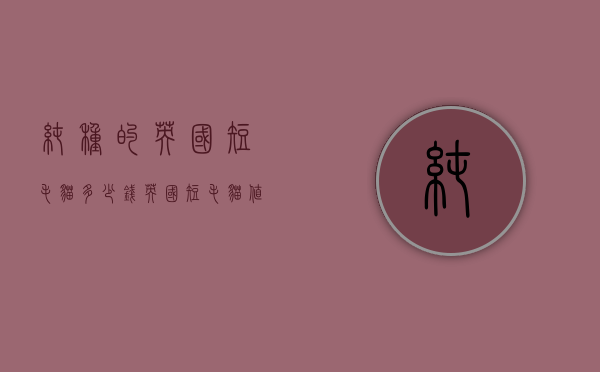 纯种的英国短毛猫多少钱（英国短毛猫值多少钱一只）