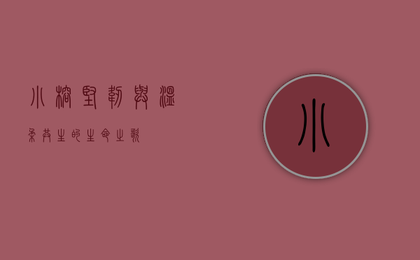 小榕，坚韧与温柔共生的生命之歌