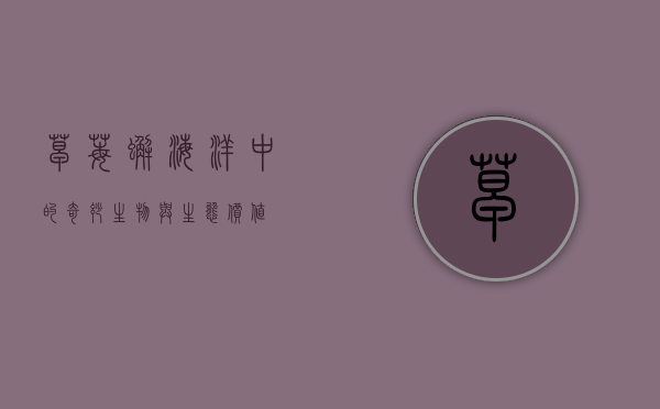 草莓蟹，海洋中的奇妙生物与生态价值