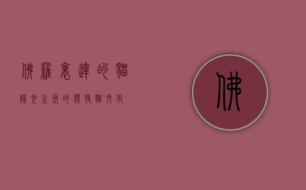 佛罗里达的猫，阳光之州的独特猫文化