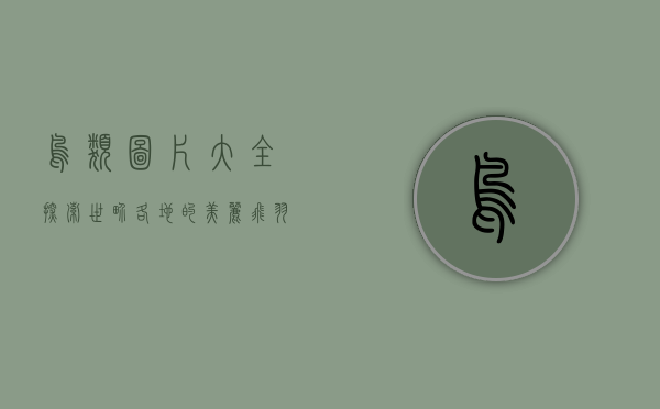 鸟类图片大全，探索世界各地的美丽飞羽