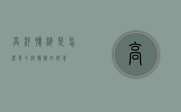 高杆腊梅是怎么养（干枝腊梅如何养）