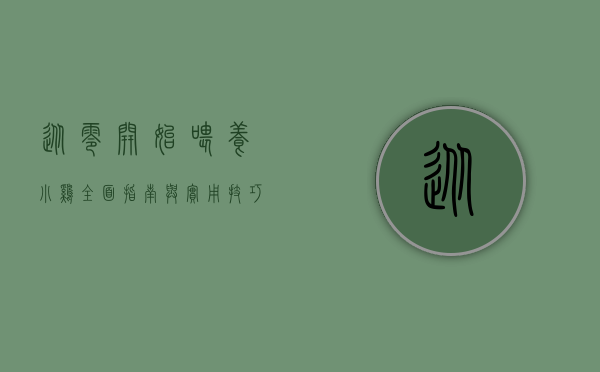 从零开始喂养小鸡，全面指南与实用技巧