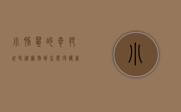 小豚鼠的奇妙世界，从宠物到生态守护者