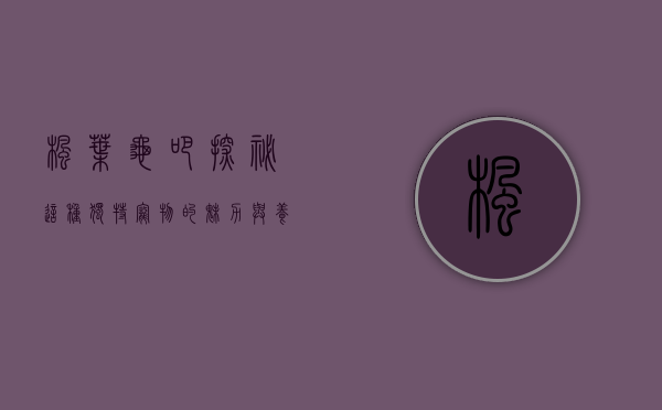 枫叶龟吧，探秘这种独特宠物的魅力与养护之道