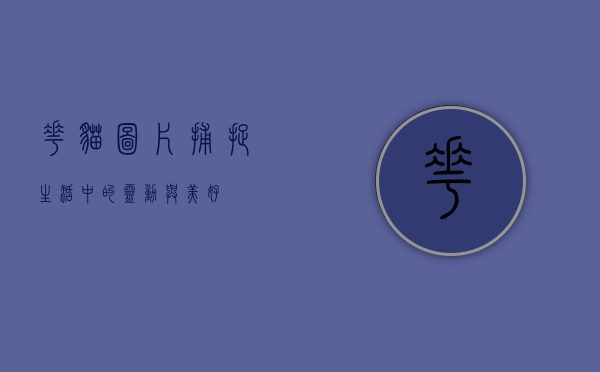 花猫图片，捕捉生活中的灵动与美好