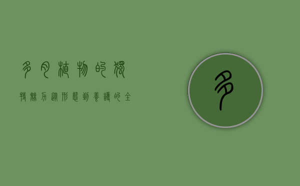 多肉植物的独特魅力，从形态到养护的全方位解析