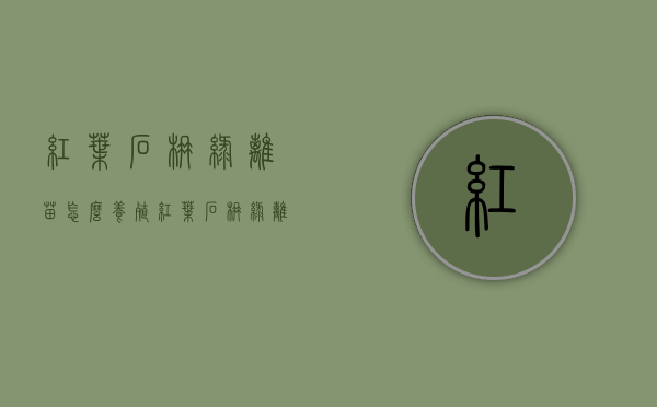 红叶石楠绿篱苗怎么养殖（红叶石楠绿篱苗怎么养殖的）