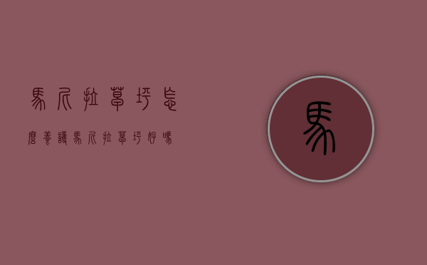 马尼拉草坪怎么养护（马尼拉草坪好吗）