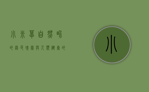 小米草，自然界的绿色瑰宝与人类健康的守护者