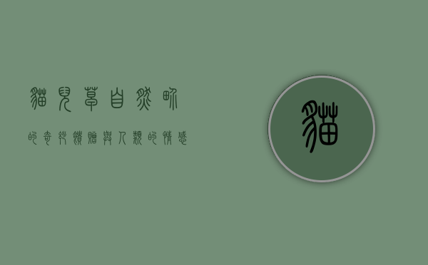 猫儿草，自然界的奇妙馈赠与人类的情感纽带