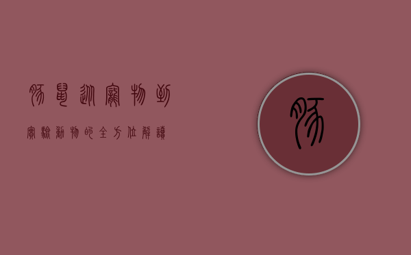 豚鼠，从宠物到实验动物的全方位解读