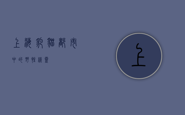 上海豹猫，都市中的野性精灵