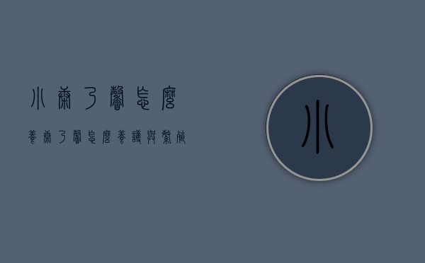小康乃馨怎么养（康乃馨怎么养护与繁殖）