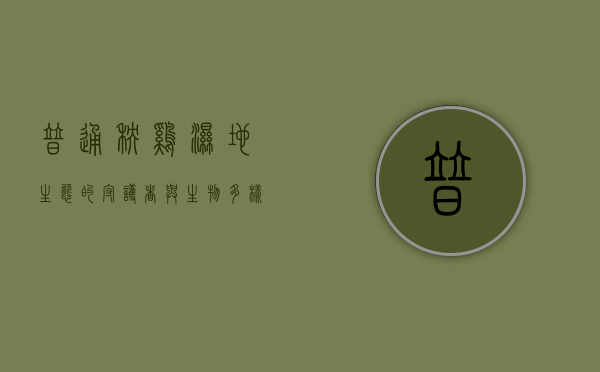 普通秧鸡，湿地生态的守护者与生物多样性的象征