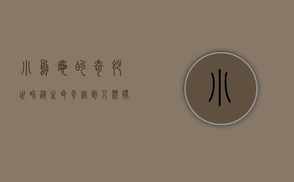 小乌龟的奇妙世界，从生命奇迹到人类伙伴