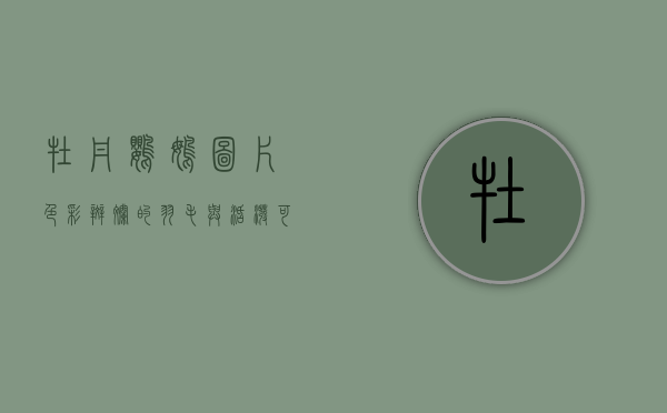 牡丹鹦鹉图片，色彩斑斓的羽毛与活泼可爱的姿态
