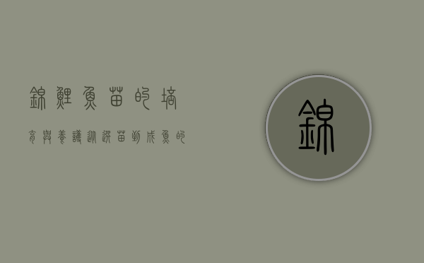 锦鲤鱼苗的培育与养护，从选苗到成鱼的全面指南