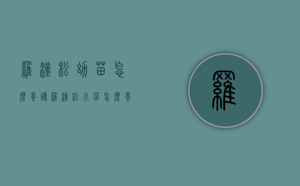 罗汉松幼苗怎么养护（罗汉松小苗怎么养怎么管理）