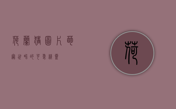 荷兰猪图片，萌宠世界的可爱精灵