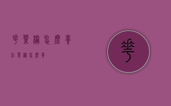 花叶榆怎么养（红叶榆怎么养）