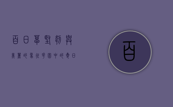 百日草，坚韧与美丽的象征，花园中的夏日精灵