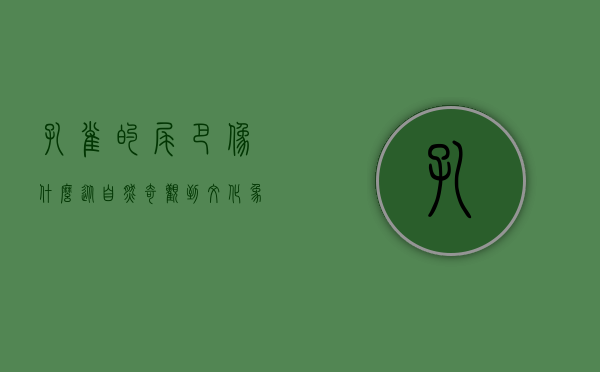 孔雀的尾巴像什么？从自然奇观到文化象征的探索