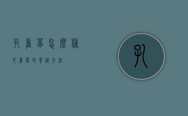 孔雀草怎么种（孔雀草的养殖方法）