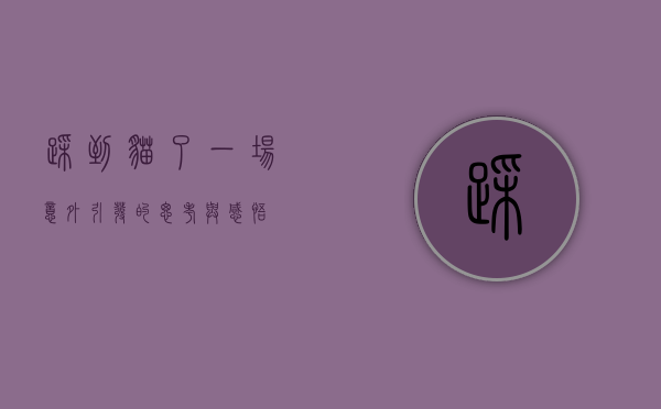 踩到猫了，一场意外引发的思考与感悟