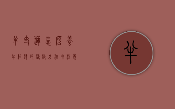 半支莲怎么养（半枝莲的种植方法和注意点）