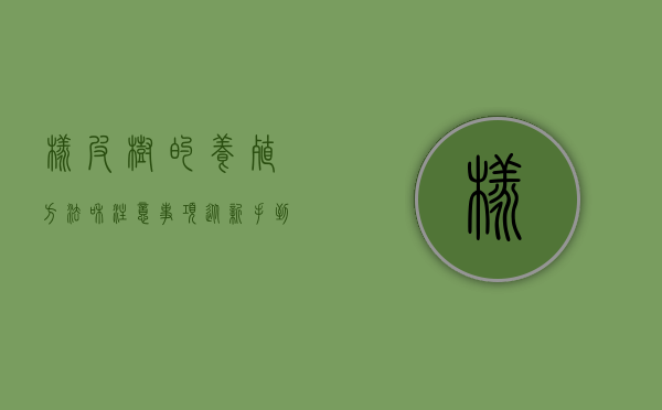 橡皮树的养殖方法和注意事项，从新手到专家的全面指南