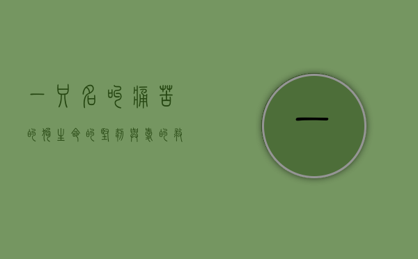 一只名叫痛苦的狗，生命的坚韧与爱的救赎